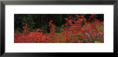 Willamette National Forest, Oregon, Usa by Panoramic Images Pricing Limited Edition Print image