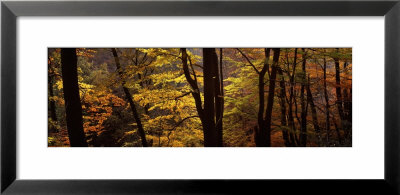 Mid Section View Of Trees, Littlebeck, North Yorkshire, England, United Kingdom by Panoramic Images Pricing Limited Edition Print image