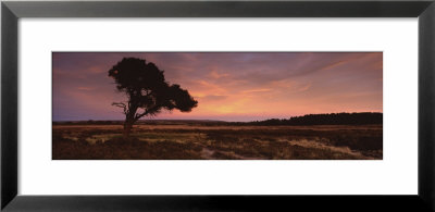 Silhouette Of A Tree At Dusk, Sneaton, North York Moors, North Yorkshire, England, United Kingdom by Panoramic Images Pricing Limited Edition Print image