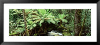 Rainforest, Mt. Field National Park, Tasmania, Australia by Panoramic Images Pricing Limited Edition Print image