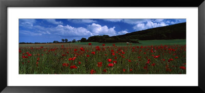 Flowers On A Field, Staxton, North Yorkshire, England, United Kingdom by Panoramic Images Pricing Limited Edition Print image