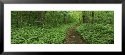 Walkway In The Forest, Porter Creek Trail, Great Smoky Mountains National Park, Tennessee, Usa by Panoramic Images Pricing Limited Edition Print image