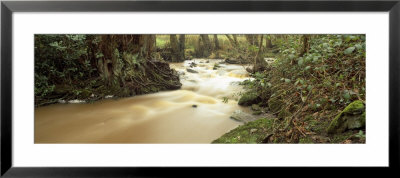 Stream Flowing Through A Forest, Eskdale Stream, Lake District National Park, Cumbria, England, Uk by Panoramic Images Pricing Limited Edition Print image