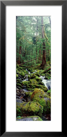 Autumn Aspens, Colorado, Usa by Panoramic Images Pricing Limited Edition Print image