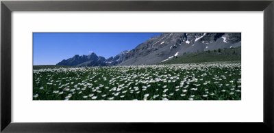 Flowers Growing On A Field, French Riviera, France by Panoramic Images Pricing Limited Edition Print image
