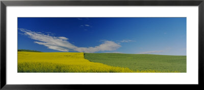 Wheat And Canola Field, Washington State, Usa by Panoramic Images Pricing Limited Edition Print image