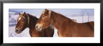 Close-Up Of Two Ponies, Iceland by Panoramic Images Pricing Limited Edition Print image