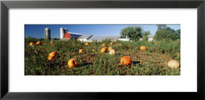 Pumpkin Crop Near Silo, Kent County, Michigan, Usa by Panoramic Images Pricing Limited Edition Print image