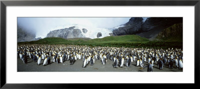 King Penguins, Gold Harbor, South Georgia Island, Falkland Islands by Panoramic Images Pricing Limited Edition Print image