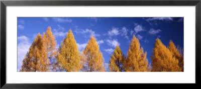 Lark Trees, Switzerland by Panoramic Images Pricing Limited Edition Print image