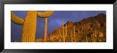 Saguaro Cactus, Tucson, Arizona, Usa by Panoramic Images Pricing Limited Edition Print image