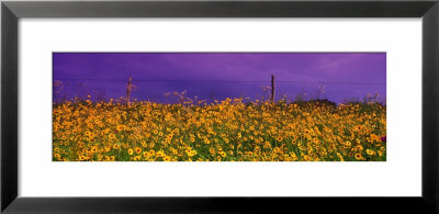Field Coreopsis Flowers, Texas, Usa by Panoramic Images Pricing Limited Edition Print image