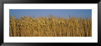 Field Of Wheat, France by Panoramic Images Pricing Limited Edition Print image