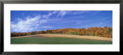 Fields, Aspens, Quebec, Canada by Panoramic Images Pricing Limited Edition Print image