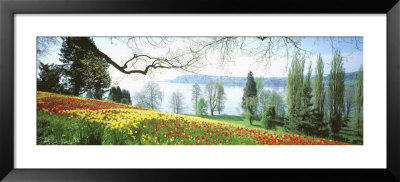 Lake Constance, Insel Mainau, Germany by Panoramic Images Pricing Limited Edition Print image