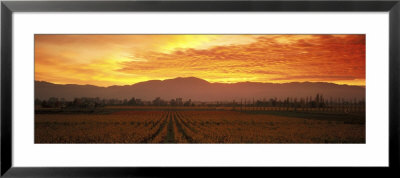 Sunset, Napa Valley, California, Usa by Panoramic Images Pricing Limited Edition Print image