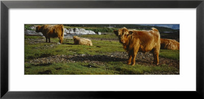 Highland Cattle On A Grassy Field, Isle Of Mull, Scotland, United Kingdom by Panoramic Images Pricing Limited Edition Print image