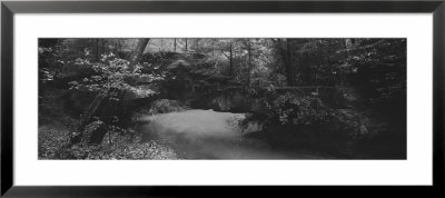 Four Hole Swamp, Francis Biedler Forest, South Carolina, Usa by Panoramic Images Pricing Limited Edition Print image
