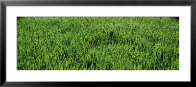Close Up, Detail Of, Green, Grass by Panoramic Images Pricing Limited Edition Print image