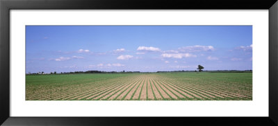 Soybean Field, Marion County, Illinois, Usa by Panoramic Images Pricing Limited Edition Print image