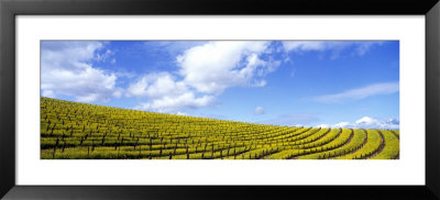 Mustard Fields, Napa Valley, California, Usa by Panoramic Images Pricing Limited Edition Print image