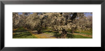 Almond Trees In A Park, Sacramento Valley, California, Usa by Panoramic Images Pricing Limited Edition Print image