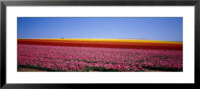 Field Of Flowers, Near Encinitas, California, Usa by Panoramic Images Pricing Limited Edition Print image