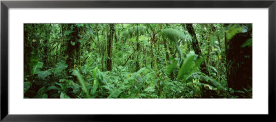 Monteverde Cloud Forest Reserve, Costa Rica by Panoramic Images Pricing Limited Edition Print image
