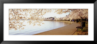 Cherry Blossoms, Washington Dc, District Of Columbia, Usa by Panoramic Images Pricing Limited Edition Print image