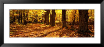 Tree Lined Road, Massachusetts, Usa by Panoramic Images Pricing Limited Edition Print image