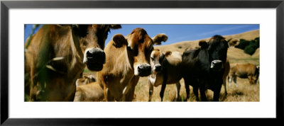 Close Up Of Cows, California, Usa by Panoramic Images Pricing Limited Edition Print image