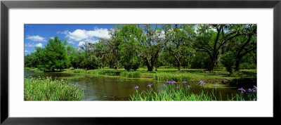 Jungle Gardens, Avery Island, Southern, Louisiana, Usa by Panoramic Images Pricing Limited Edition Print image