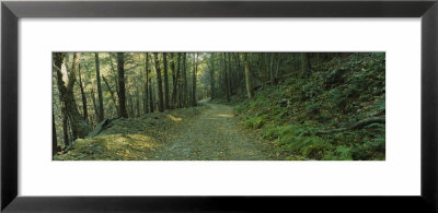 Trees In A National Park, Shenandoah National Park, Virginia, Usa by Panoramic Images Pricing Limited Edition Print image