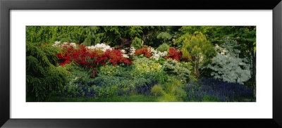 High Angle View Of Flowers In A Garden, Baltimore, Maryland, Usa by Panoramic Images Pricing Limited Edition Print image