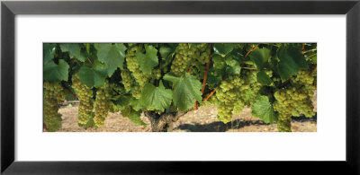 Chardonnay Grapes On The Vine, Napa California, Usa by Panoramic Images Pricing Limited Edition Print image