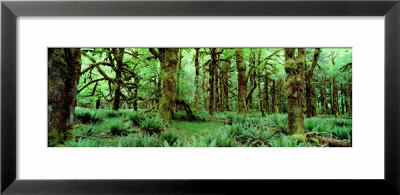 Rain Forest, Olympic National Park, Washington State, Usa by Panoramic Images Pricing Limited Edition Print image