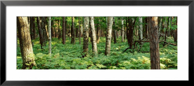 Trees, Forest Floor by Panoramic Images Pricing Limited Edition Print image