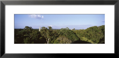 Old Temple In The Forest, Tikal, Guatemala by Panoramic Images Pricing Limited Edition Print image