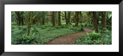Empty Path In The Rainforest, Olympic National Park, Washington State, Usa by Panoramic Images Pricing Limited Edition Print image