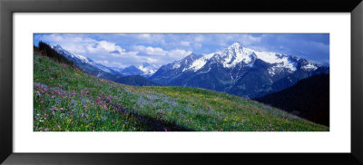 Wildflowers Along Mountainside, Zillertaler, Austria by Panoramic Images Pricing Limited Edition Print image