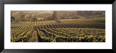 Aerial View Of Rows Crop In A Vineyard, Careros Valley, California, Usa by Panoramic Images Pricing Limited Edition Print image