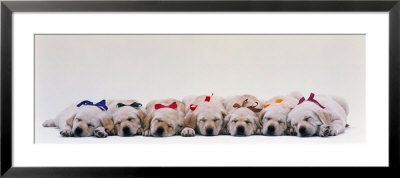 Labrador Puppies Wearing Bows, Sleeping by Panoramic Images Pricing Limited Edition Print image