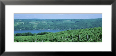 Vineyards, Keuka Lake, Finger Lakes, New York State, Usa by Panoramic Images Pricing Limited Edition Print image