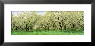 Rows Of Cherry Tress In An Orchard, Minnesota, Usa by Panoramic Images Pricing Limited Edition Print image