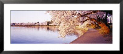 Tidal Basin, Washington Dc, District Of Columbia, Usa by Panoramic Images Pricing Limited Edition Print image