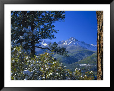 Snow Covered Trees And Sneffels Wilderness Range, Colorado, Usa by Julie Eggers Pricing Limited Edition Print image