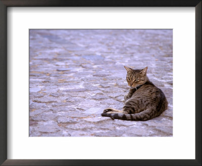 Cat In Street, Lipari, Sicily, Italy by Connie Bransilver Pricing Limited Edition Print image
