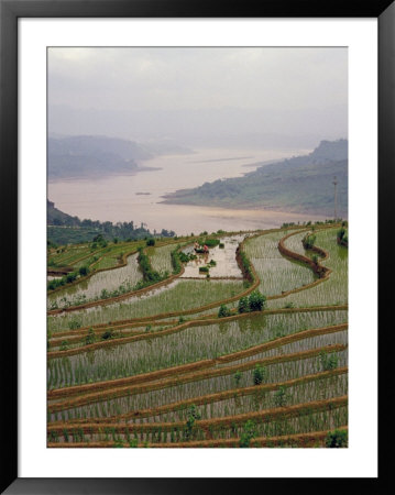 Terraced Rice Paddy On The Yangtze River, Three Gorges, China by Keren Su Pricing Limited Edition Print image