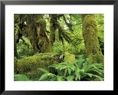 Moss Covered Trees In The Hoh Rainforest, Olympic National Park, Washington, Usa by Jamie & Judy Wild Pricing Limited Edition Print image