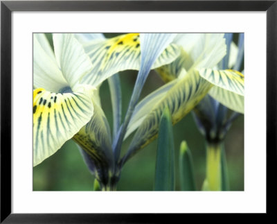 Iris Katherine Hodgkin (Reticulata) by Lynn Keddie Pricing Limited Edition Print image